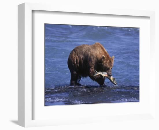 Grizzly Bear with Salmon in Mouth, Alaska-Lynn M^ Stone-Framed Photographic Print