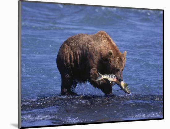 Grizzly Bear with Salmon in Mouth, Alaska-Lynn M^ Stone-Mounted Photographic Print