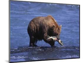 Grizzly Bear with Salmon in Mouth, Alaska-Lynn M^ Stone-Mounted Photographic Print