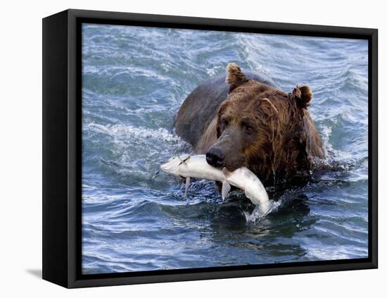 Grizzly Bear with Salmon-Lynn M^ Stone-Framed Stretched Canvas