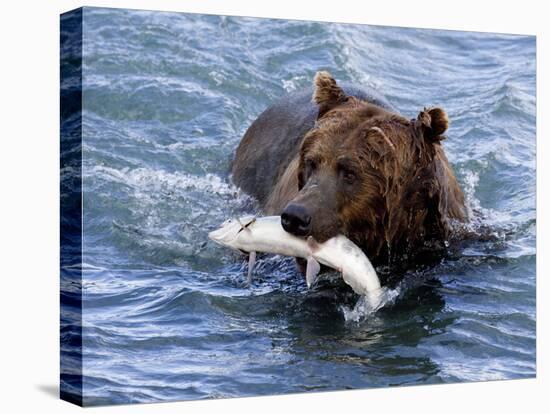 Grizzly Bear with Salmon-Lynn M^ Stone-Stretched Canvas