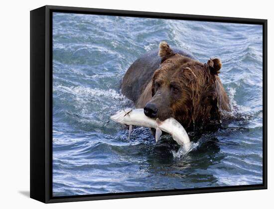 Grizzly Bear with Salmon-Lynn M^ Stone-Framed Stretched Canvas