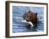 Grizzly Bear with Salmon-Lynn M^ Stone-Framed Premium Photographic Print