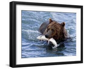 Grizzly Bear with Salmon-Lynn M^ Stone-Framed Premium Photographic Print