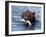 Grizzly Bear with Salmon-Lynn M^ Stone-Framed Premium Photographic Print