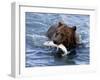 Grizzly Bear with Salmon-Lynn M^ Stone-Framed Premium Photographic Print