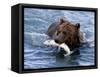 Grizzly Bear with Salmon-Lynn M^ Stone-Framed Stretched Canvas