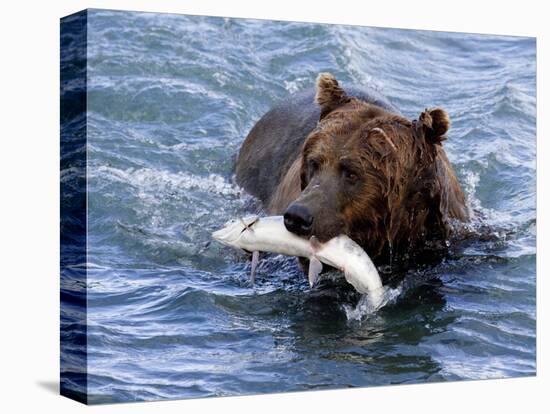 Grizzly Bear with Salmon-Lynn M^ Stone-Stretched Canvas