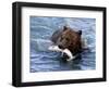 Grizzly Bear with Salmon-Lynn M^ Stone-Framed Photographic Print