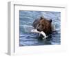 Grizzly Bear with Salmon-Lynn M^ Stone-Framed Photographic Print