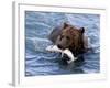 Grizzly Bear with Salmon-Lynn M^ Stone-Framed Photographic Print