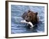 Grizzly Bear with Salmon-Lynn M^ Stone-Framed Photographic Print