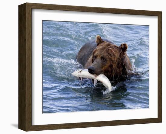 Grizzly Bear with Salmon-Lynn M^ Stone-Framed Photographic Print