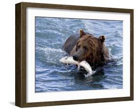 Grizzly Bear with Salmon-Lynn M^ Stone-Framed Photographic Print