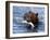 Grizzly Bear with Salmon-Lynn M^ Stone-Framed Photographic Print