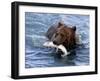 Grizzly Bear with Salmon-Lynn M^ Stone-Framed Photographic Print