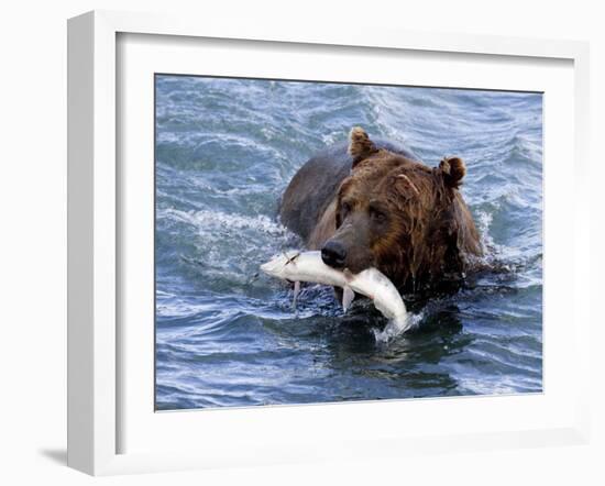 Grizzly Bear with Salmon-Lynn M^ Stone-Framed Photographic Print