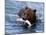 Grizzly Bear with Salmon-Lynn M^ Stone-Mounted Photographic Print