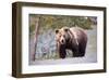 Grizzly Bear Yellowstone Park-null-Framed Art Print