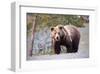 Grizzly Bear Yellowstone Park-null-Framed Art Print