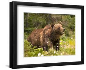 Grizzly Bear-Jason Savage-Framed Art Print