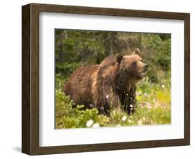Grizzly Bear-Jason Savage-Framed Art Print