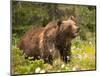 Grizzly Bear-Jason Savage-Mounted Giclee Print