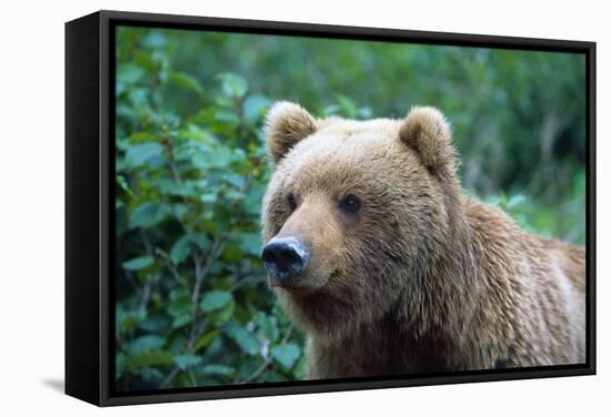 Grizzly Bear-null-Framed Stretched Canvas