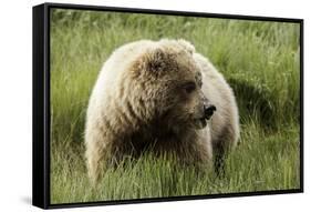 Grizzly Bear-Photos by Miller-Framed Stretched Canvas