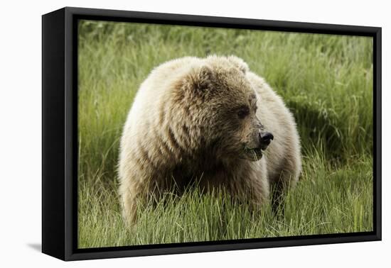 Grizzly Bear-Photos by Miller-Framed Stretched Canvas