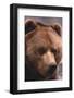 Grizzly Bear-DLILLC-Framed Photographic Print