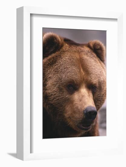 Grizzly Bear-DLILLC-Framed Photographic Print