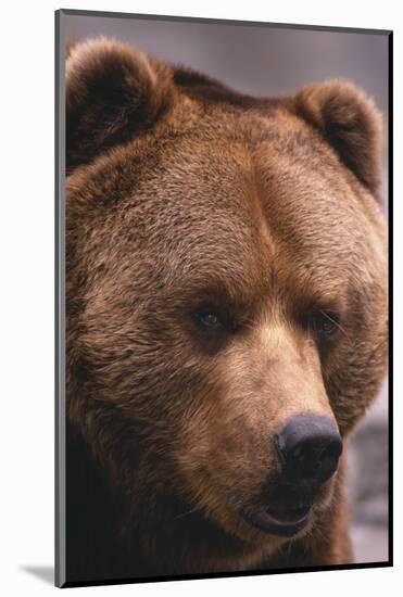 Grizzly Bear-DLILLC-Mounted Photographic Print