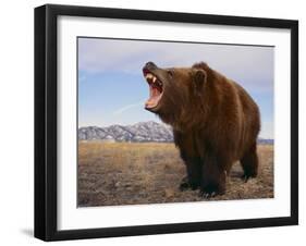 Grizzly Bear-DLILLC-Framed Photographic Print