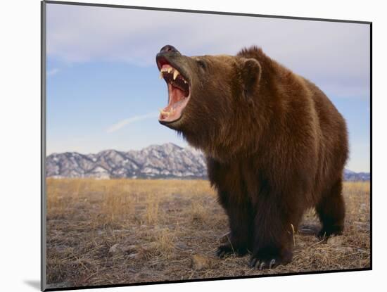 Grizzly Bear-DLILLC-Mounted Photographic Print