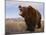 Grizzly Bear-DLILLC-Mounted Photographic Print