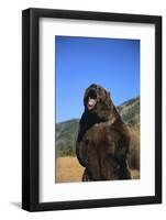 Grizzly Bear-DLILLC-Framed Photographic Print