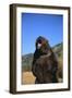 Grizzly Bear-DLILLC-Framed Photographic Print