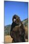 Grizzly Bear-DLILLC-Mounted Photographic Print