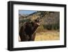 Grizzly Bear-DLILLC-Framed Photographic Print