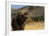 Grizzly Bear-DLILLC-Framed Photographic Print