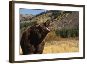 Grizzly Bear-DLILLC-Framed Photographic Print