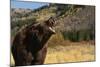 Grizzly Bear-DLILLC-Mounted Photographic Print