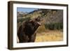 Grizzly Bear-DLILLC-Framed Photographic Print