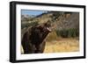 Grizzly Bear-DLILLC-Framed Photographic Print