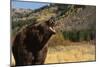 Grizzly Bear-DLILLC-Mounted Photographic Print