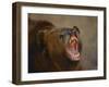 Grizzly Bear-DLILLC-Framed Photographic Print