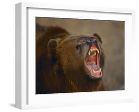 Grizzly Bear-DLILLC-Framed Photographic Print