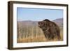 Grizzly Bear-DLILLC-Framed Photographic Print