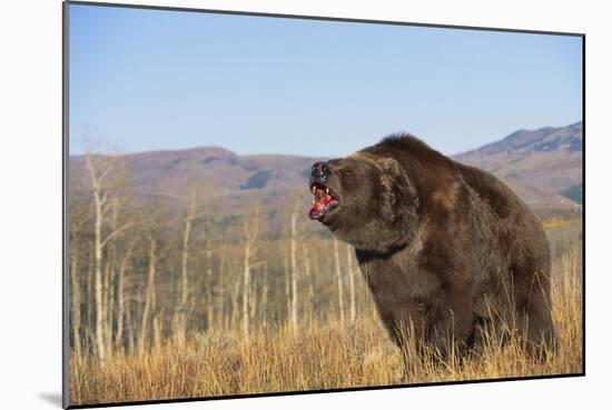 Grizzly Bear-DLILLC-Mounted Photographic Print